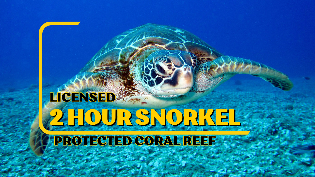 LICENSED Two-Hour Snorkeling Adventure Cahuita National Park – Cahuita, Costa Rica
