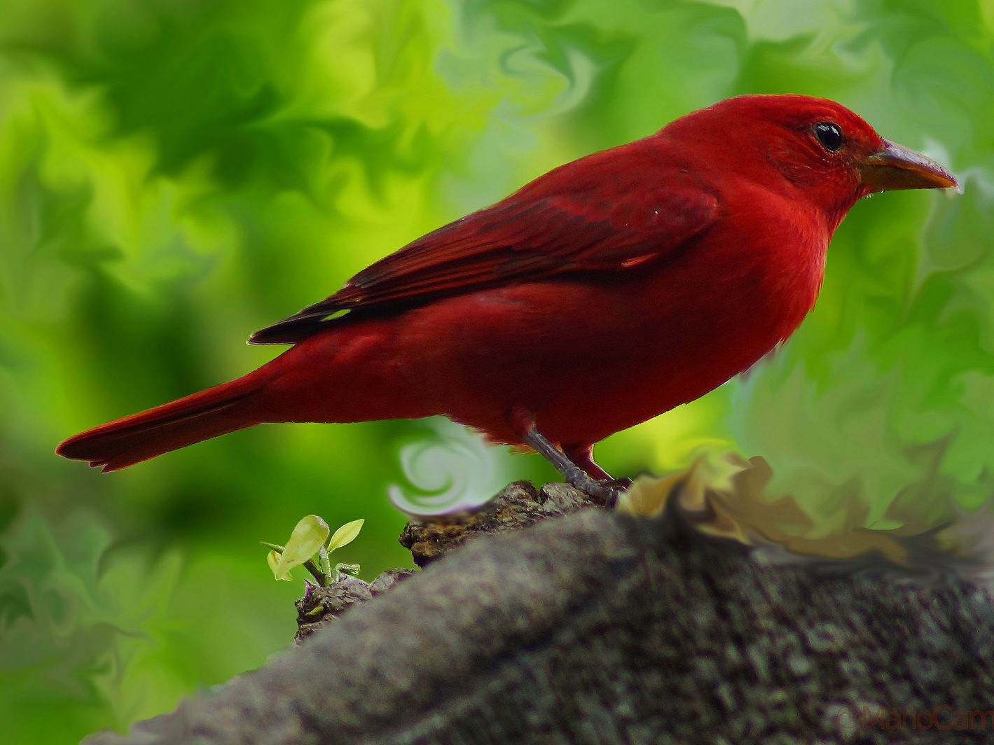 La Fortuna: Arenal Mundo Aventura Birdwatching Tour – La Fortuna, Costa Rica