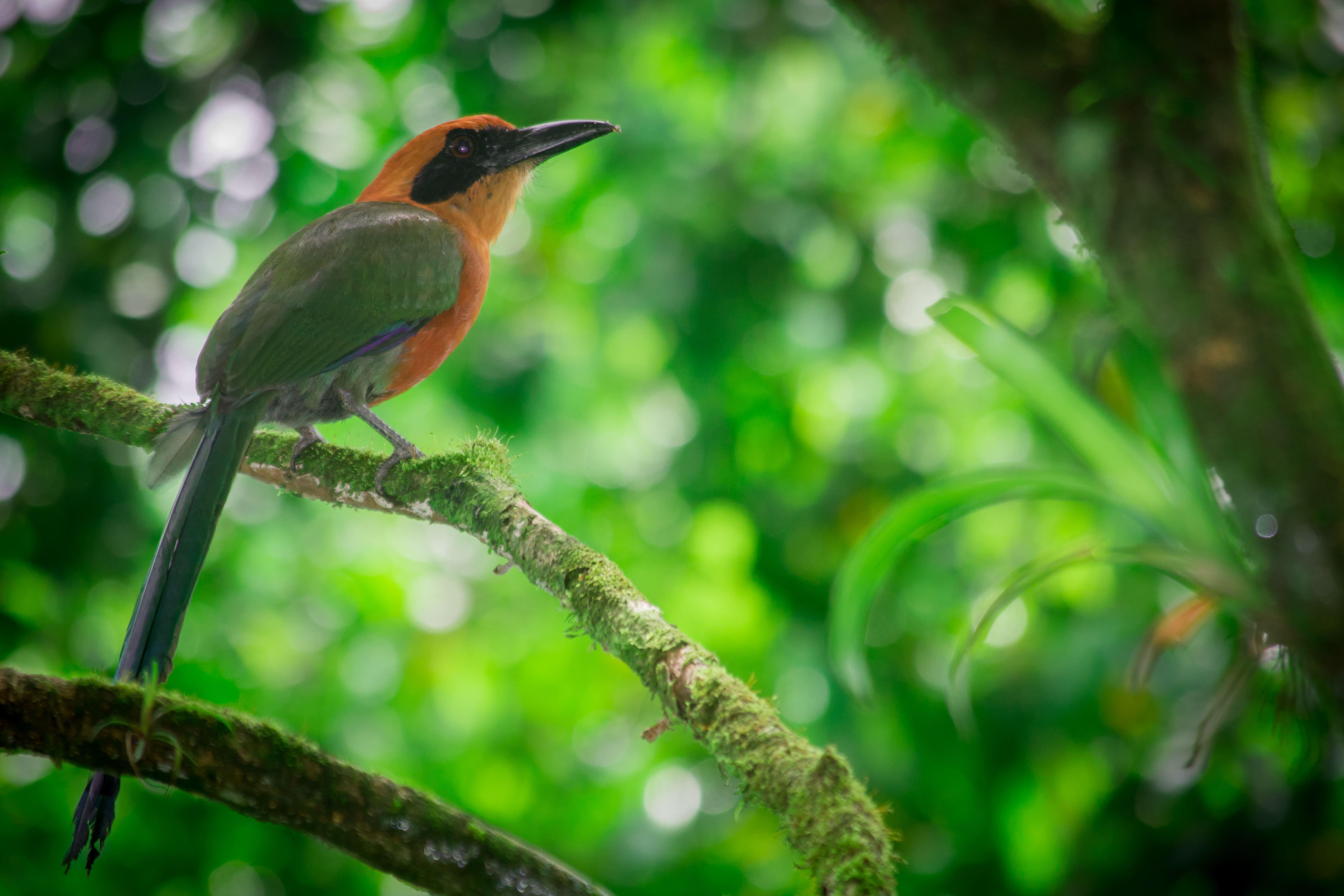 La Fortuna: Bird Watching Tour at Natura Park – La Fortuna, Costa Rica