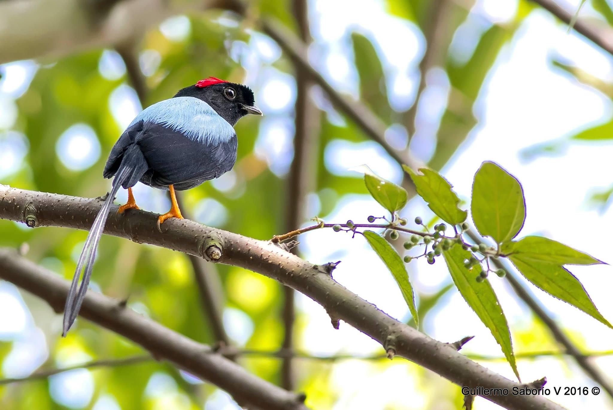 La Fortuna, Birdwatching Tour with Guide and Equipment – La Fortuna, Costa Rica