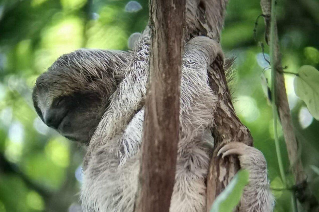 La Fortuna: Bogarin Trail Sloth-Watching Tour with Guide – La Fortuna, Costa Rica