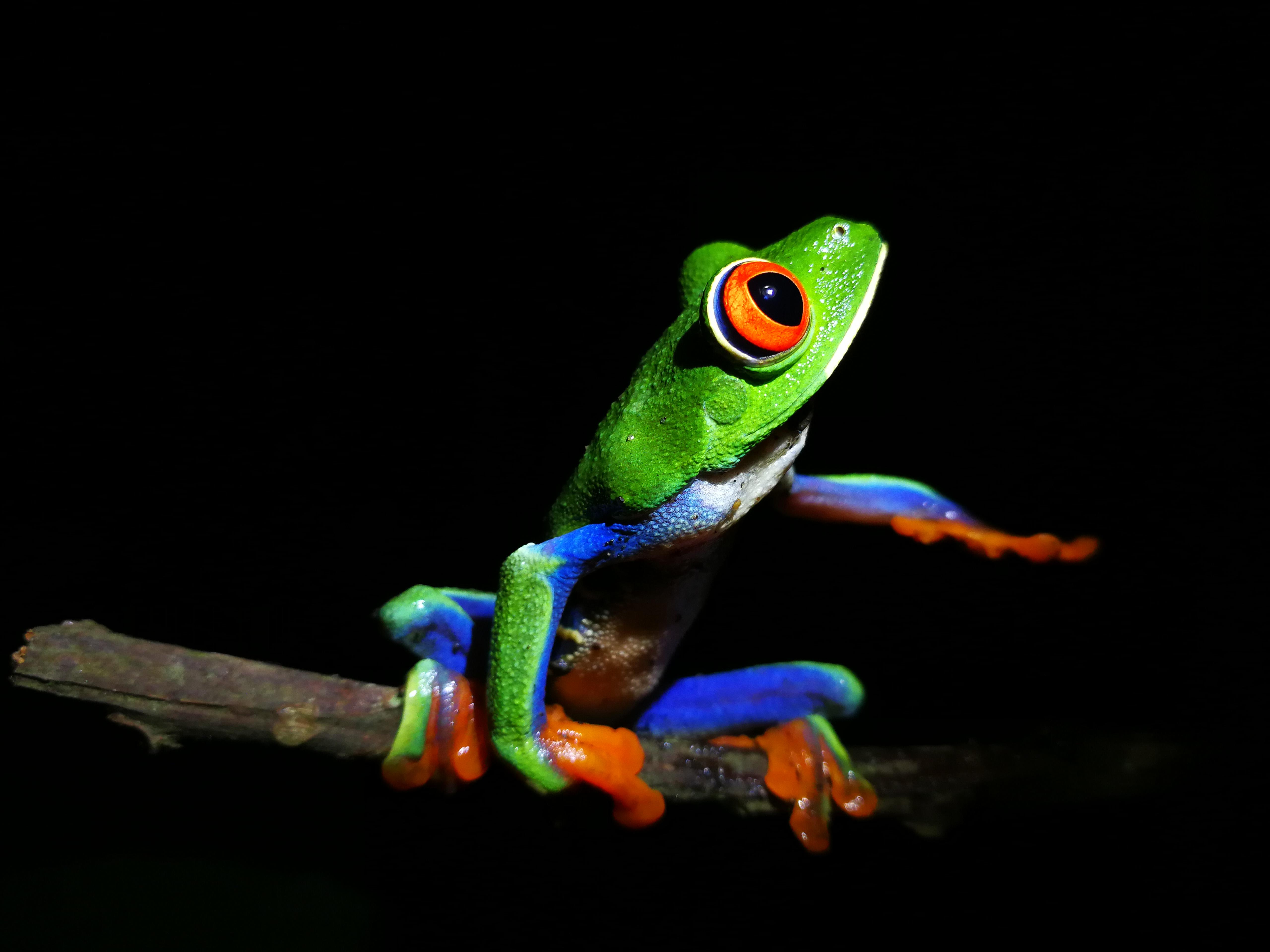 La Fortuna: Chocolate tour and Night walk Don Juan Arenal – La Fortuna, Costa Rica