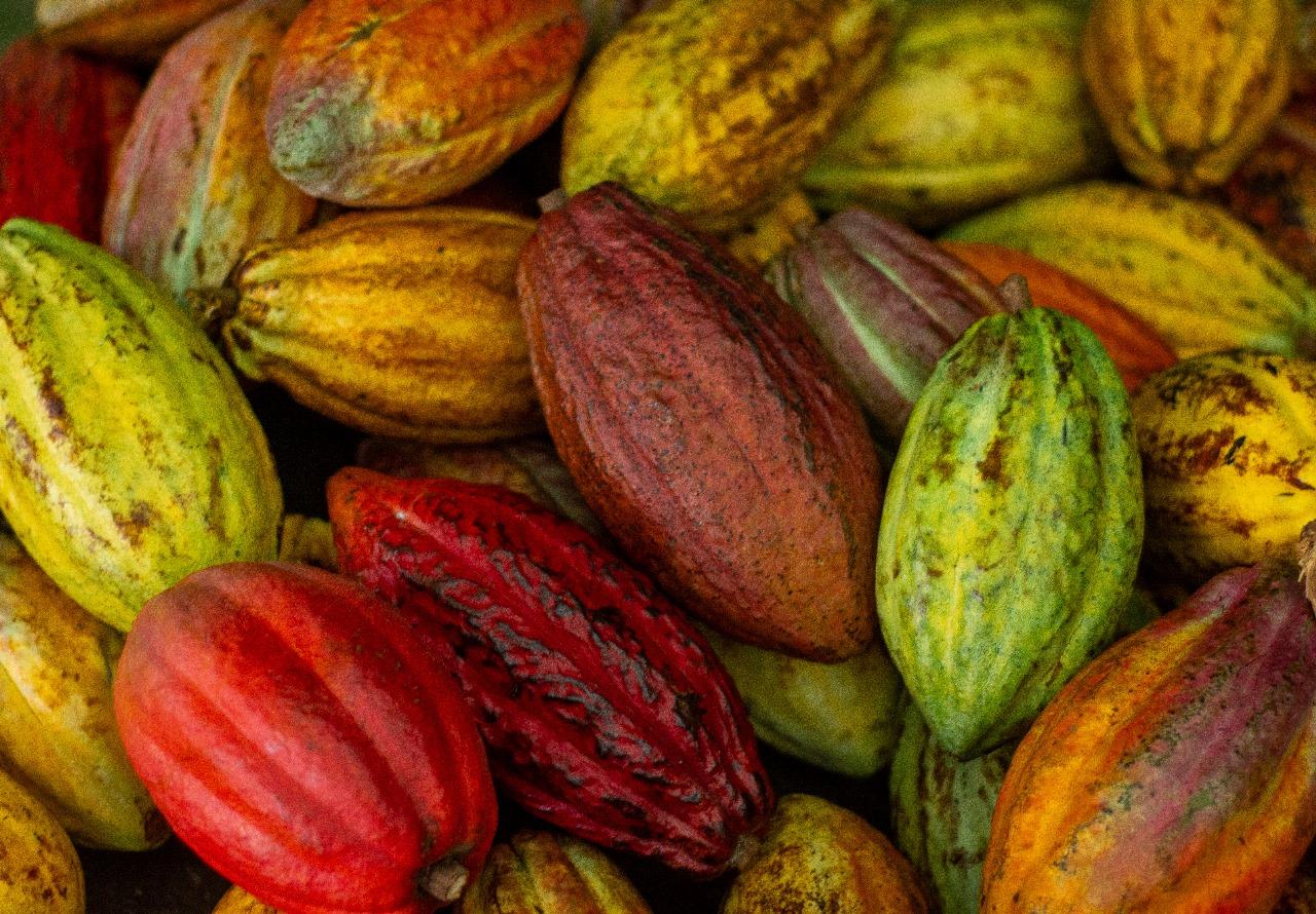 La Fortuna: Don Juan Arenal Coffee and Chocolate Tour – La Fortuna, Costa Rica