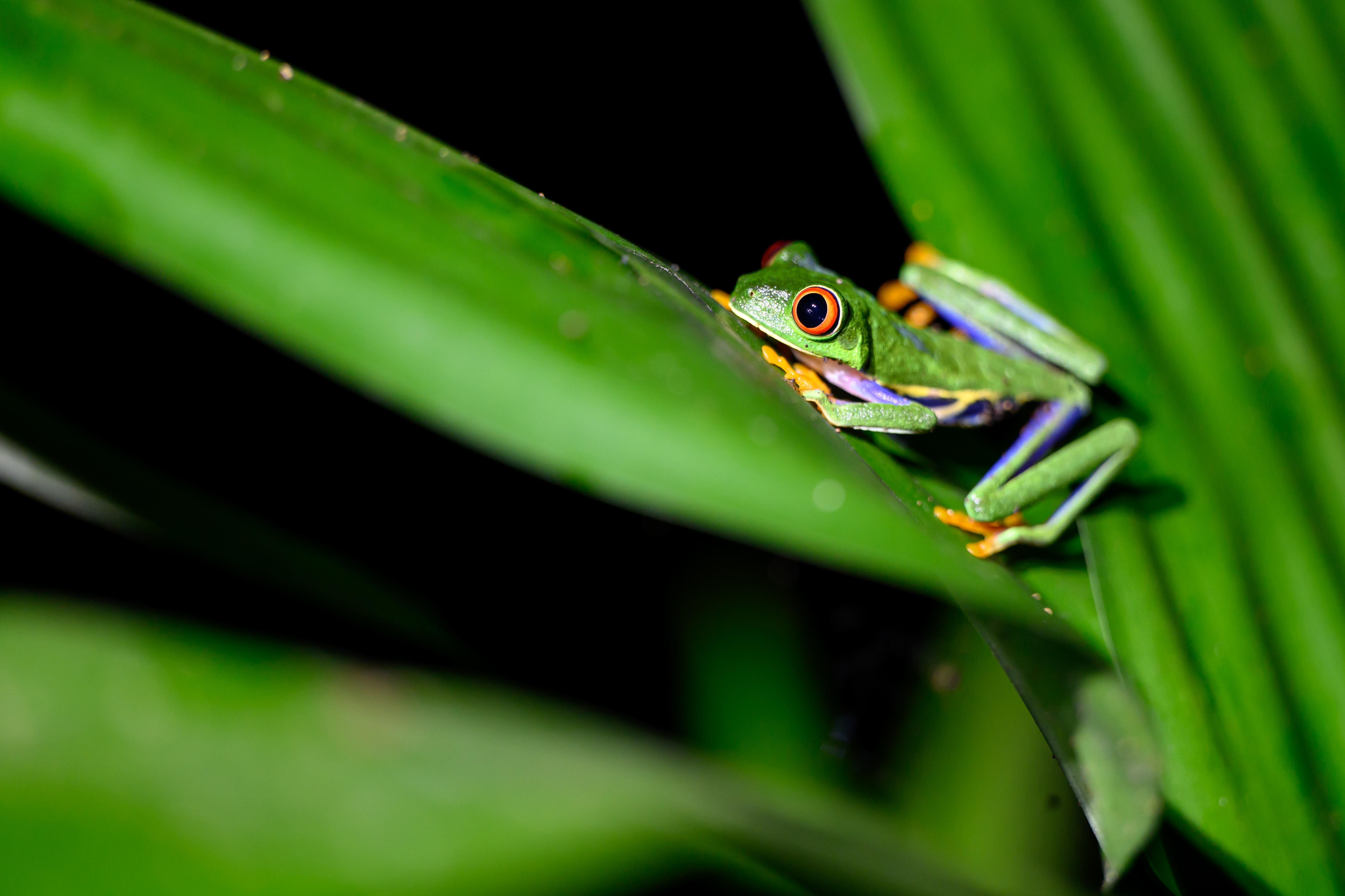 La Fortuna: Forest & Wildlife Nocturnal Escapade – La Fortuna, Costa Rica