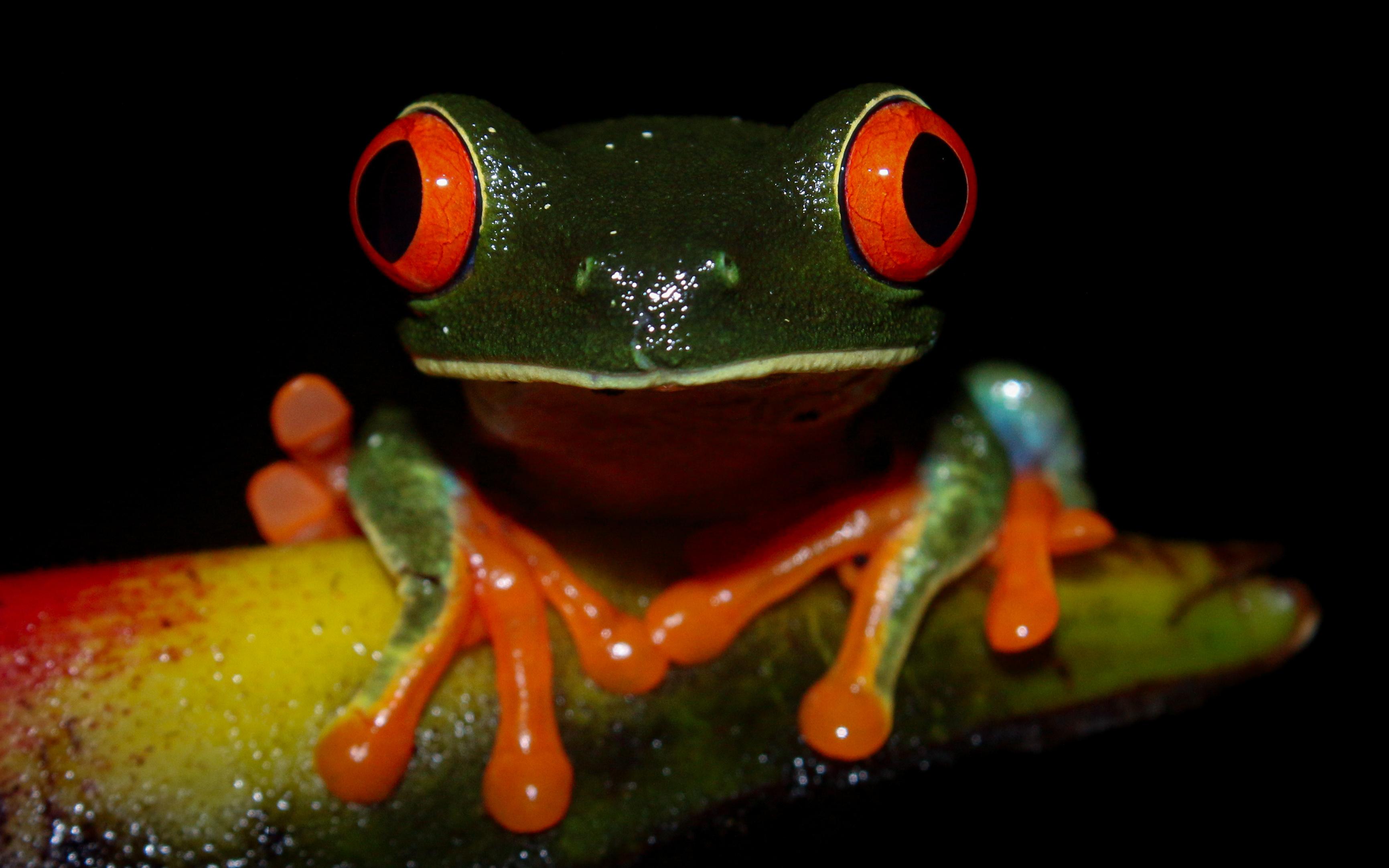 La Fortuna: Night Tour La Fortuna – La Fortuna, Costa Rica