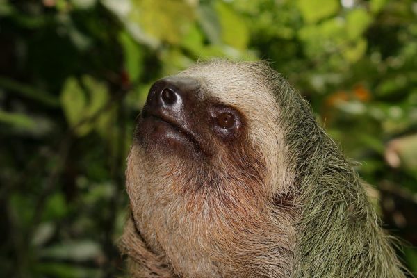 La Fortuna: Private tour Arenal Volcano – La Fortuna, Costa Rica