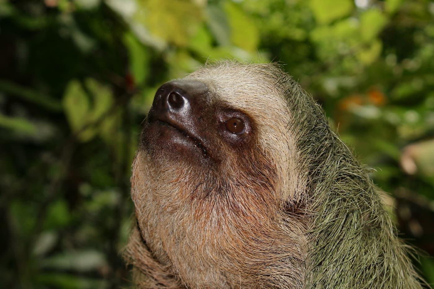 La Fortuna: Private tour Arenal Volcano – La Fortuna, Costa Rica