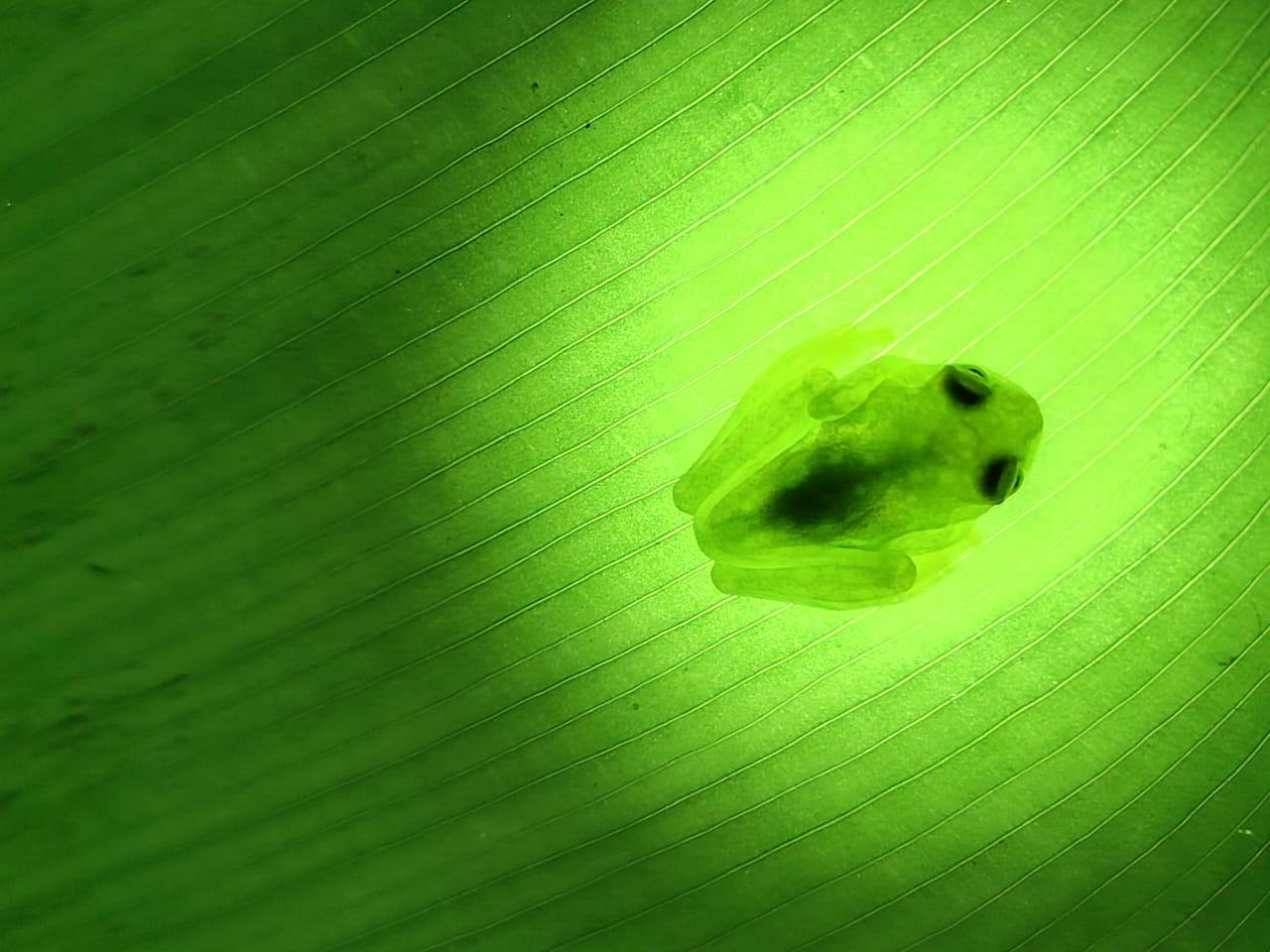 La Fortuna, Rainforest Night Walk saving the Flora and Fauna – La Fortuna, Costa Rica