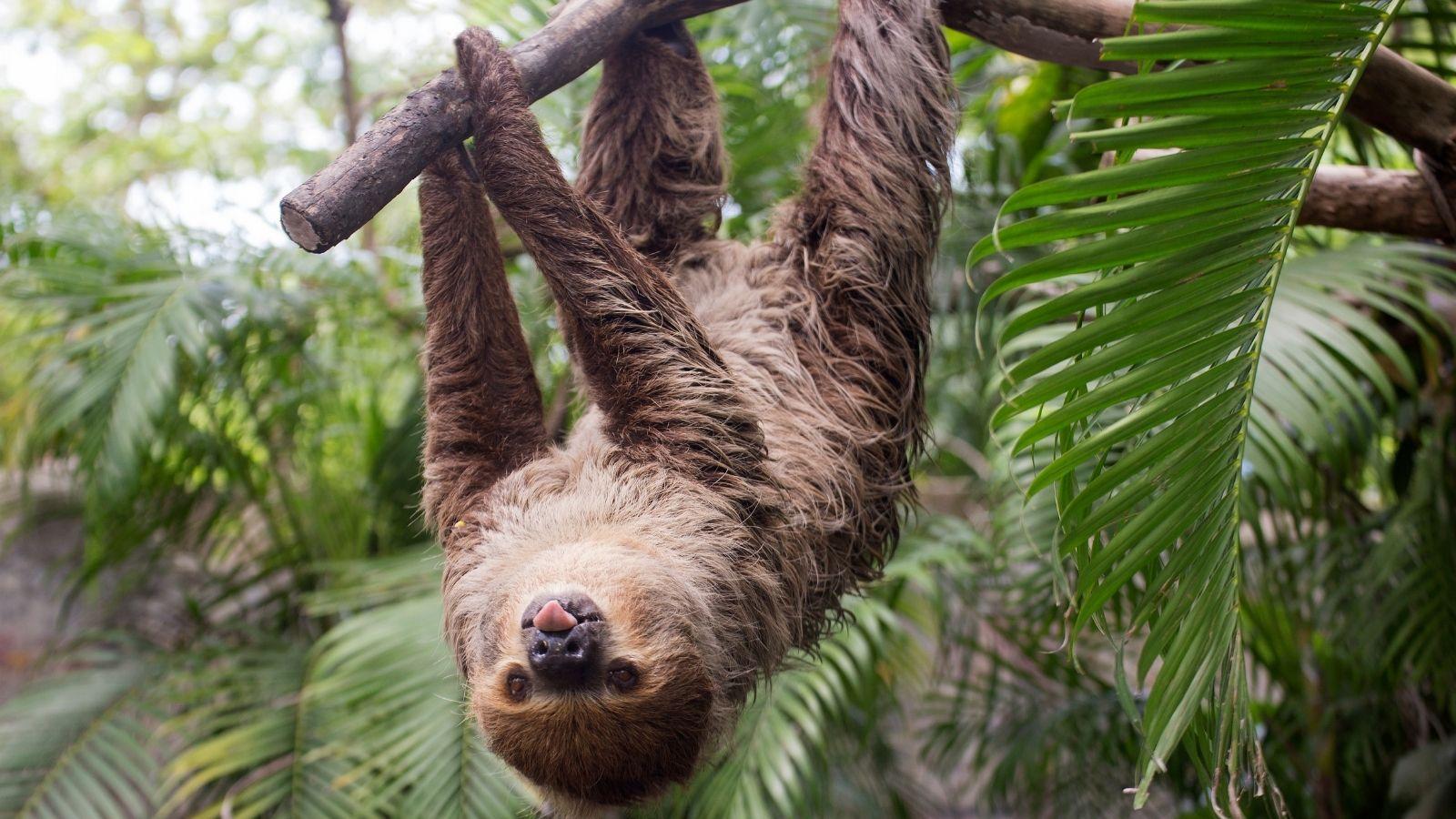 La Fortuna, Sloth Eco-Watching Tour – La Fortuna, Costa Rica