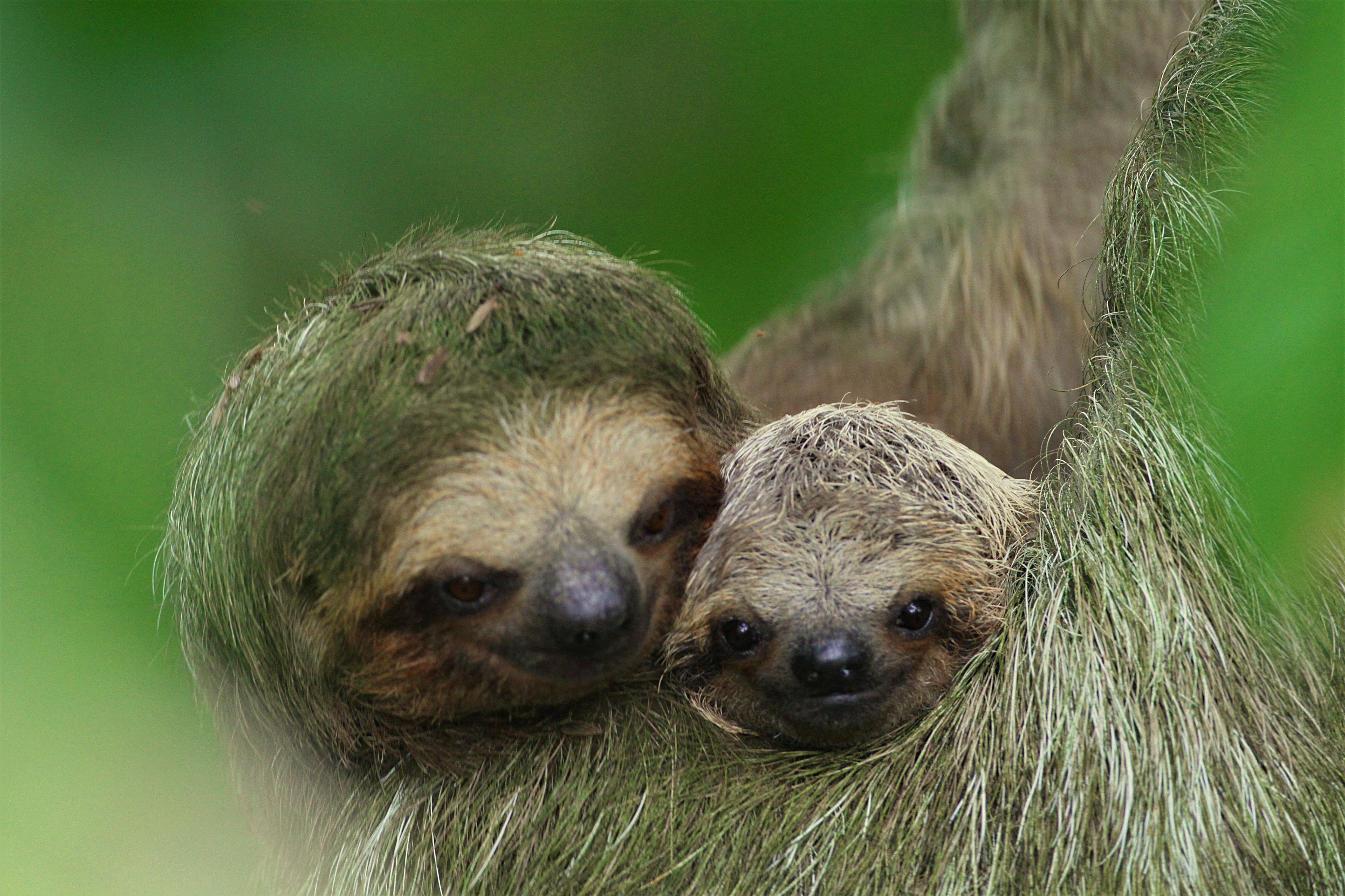 La Fortuna: Sloth Tour in the Wild – La Fortuna, Costa Rica