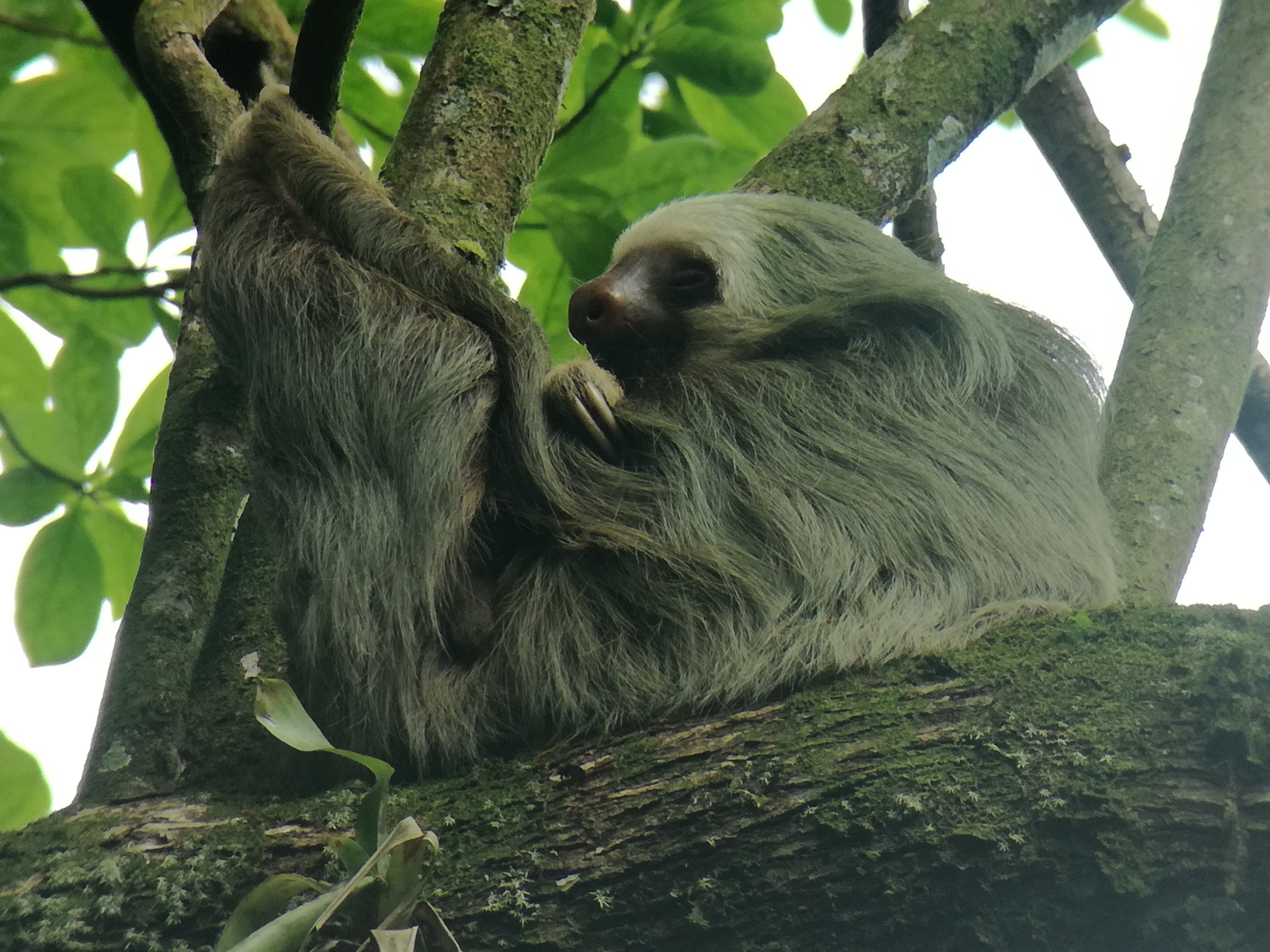 La Fortuna: Sloth Watching Tour – La Fortuna, Costa Rica