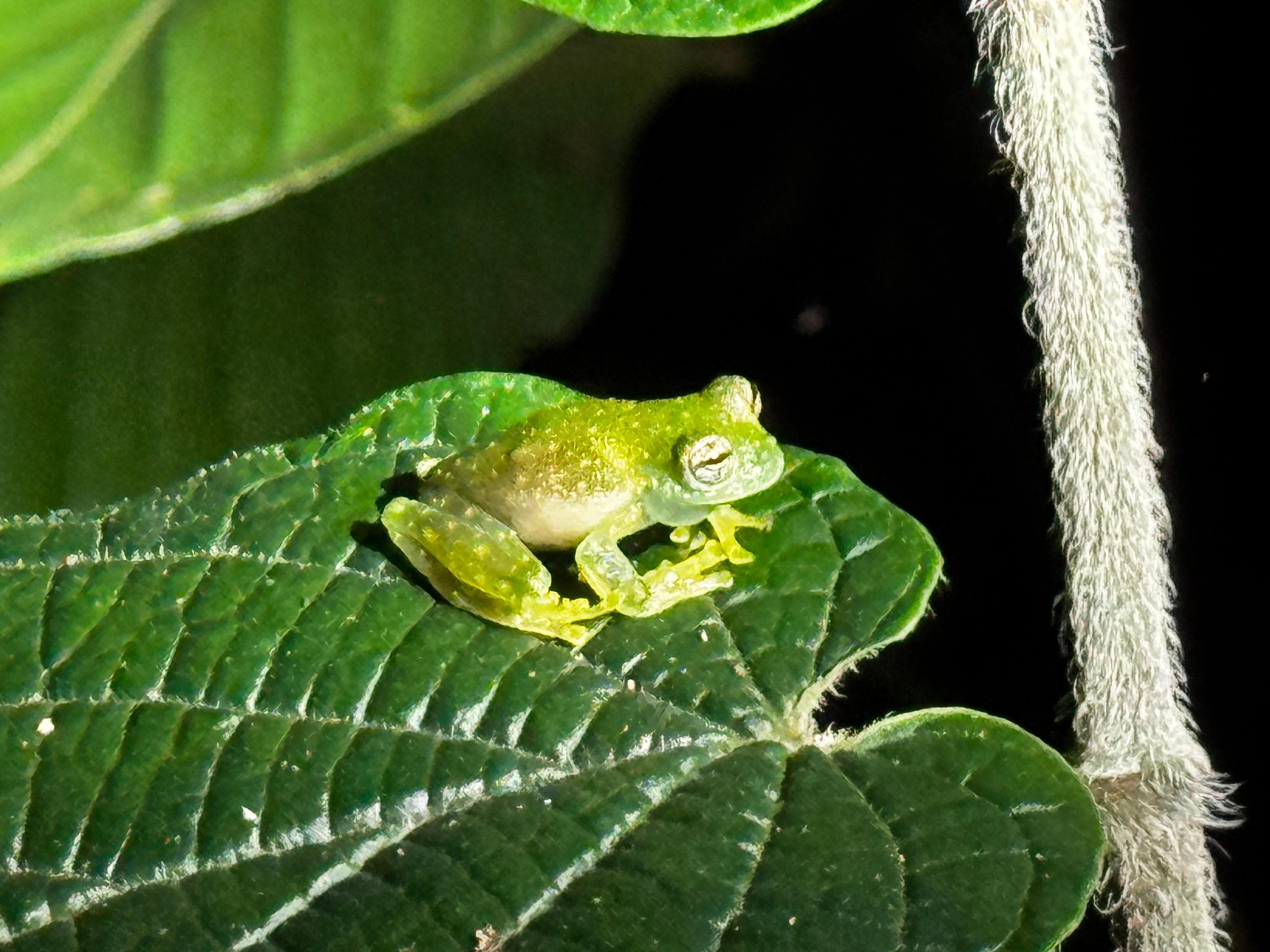 Limon: Night Walk & Rainforest Experience – Guapiles, Costa Rica