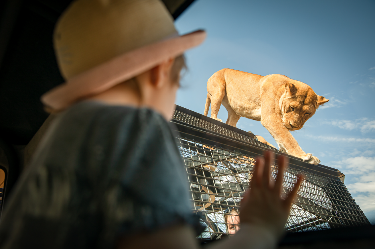 Lions 360 Experience and a Day at Monarto Safari Park – Murray Bridge, Australia