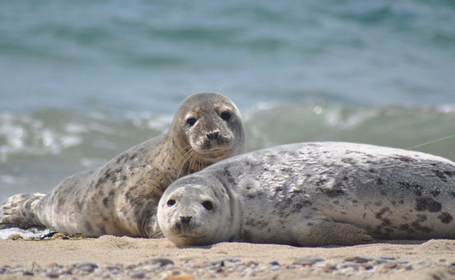 List/Sylt: Guided Seal-Watching Cruise on a Rustic Boat – List on Sylt, Germany