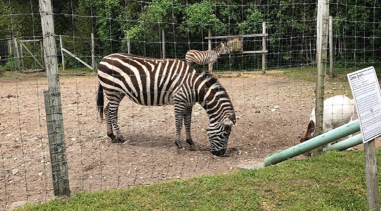 Long Island Farm & Vanderbilt Planetarium Tour|Kids 50% Off – Washington, Washington DC