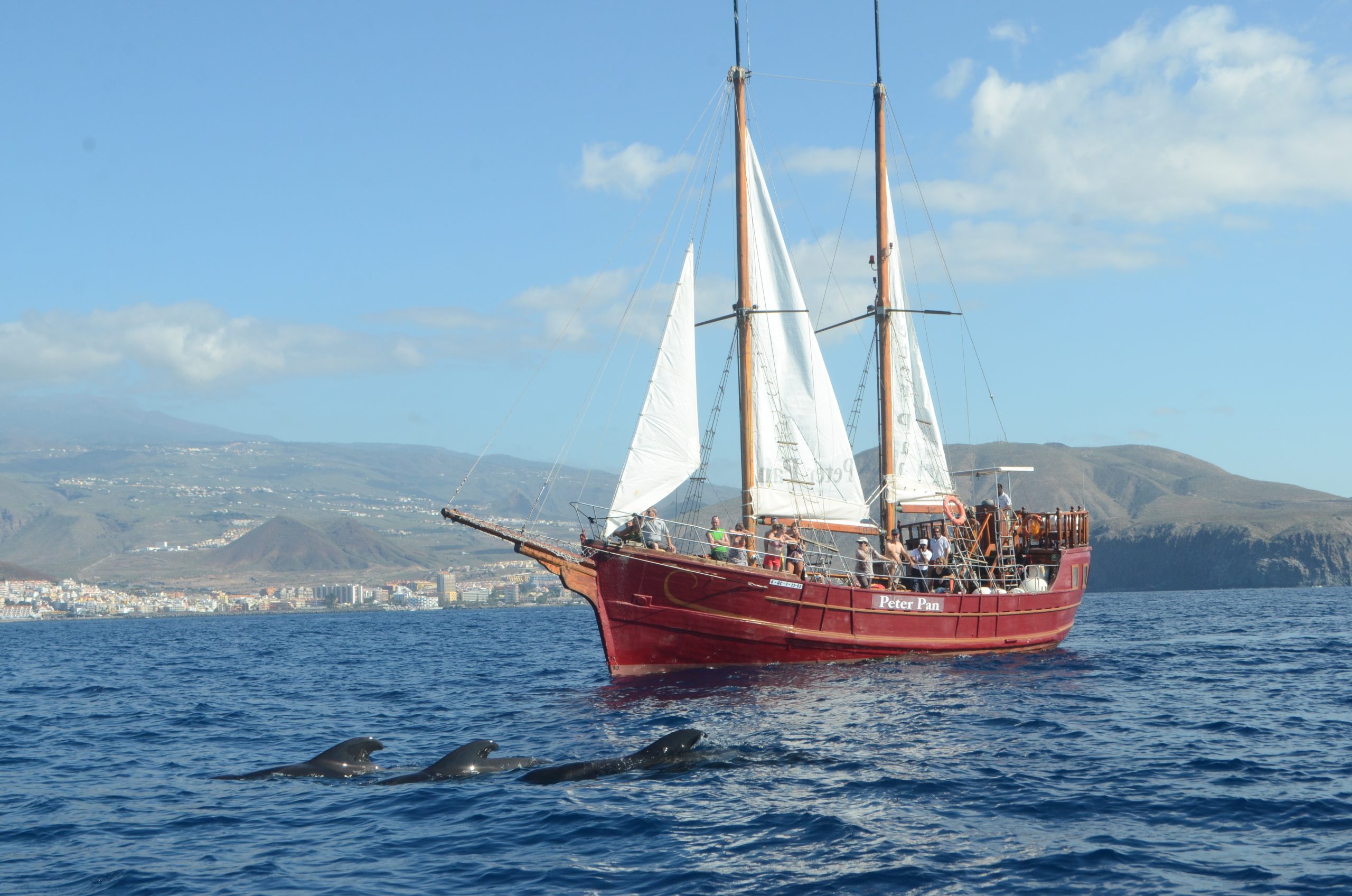 Los Cristianos: Respectful Whale-Watching Pirate Boat & Swim – Los Cristianos, Spain