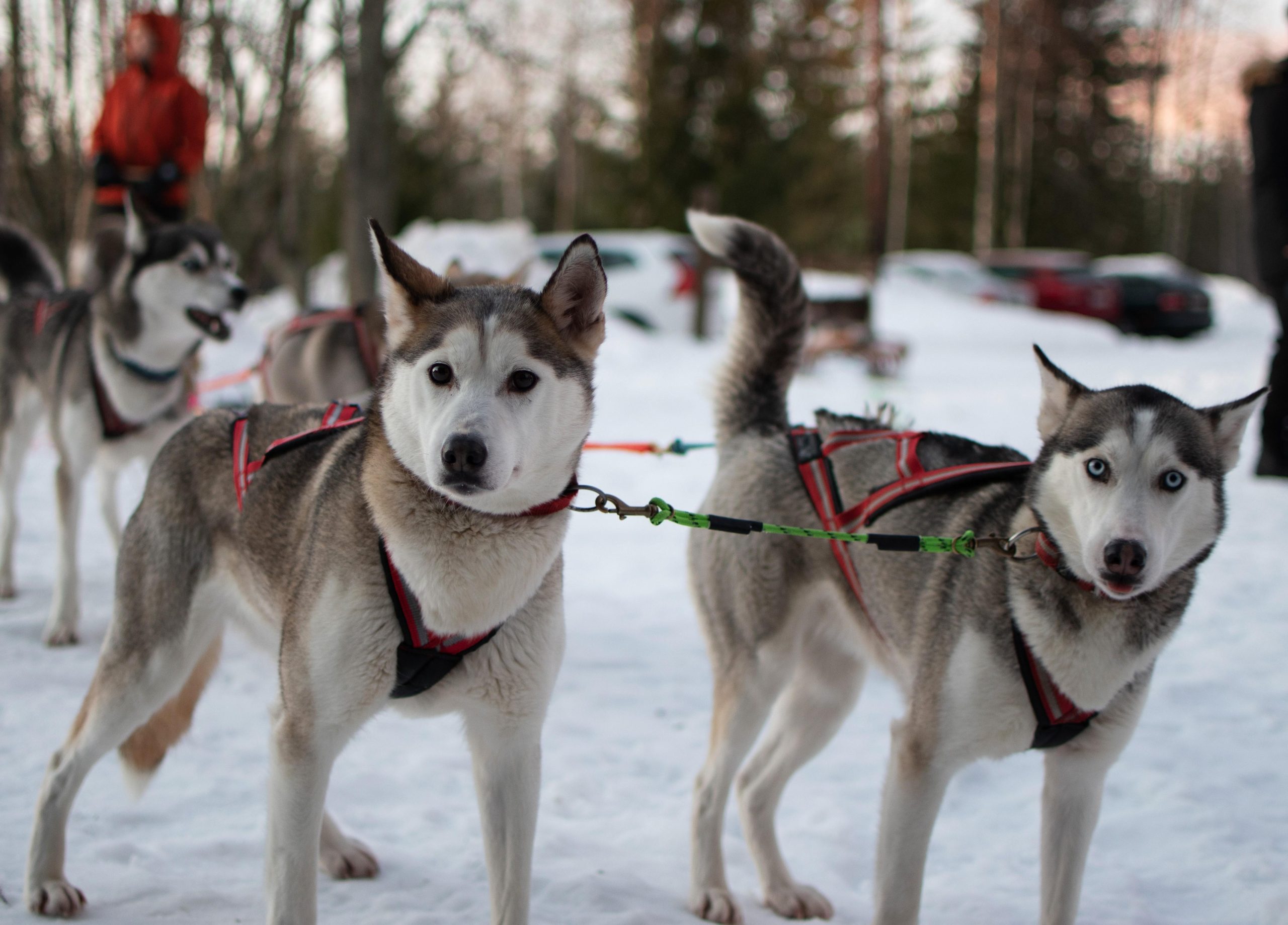 Lulea: Drive your own husky team 20km – Luleå, Sweden