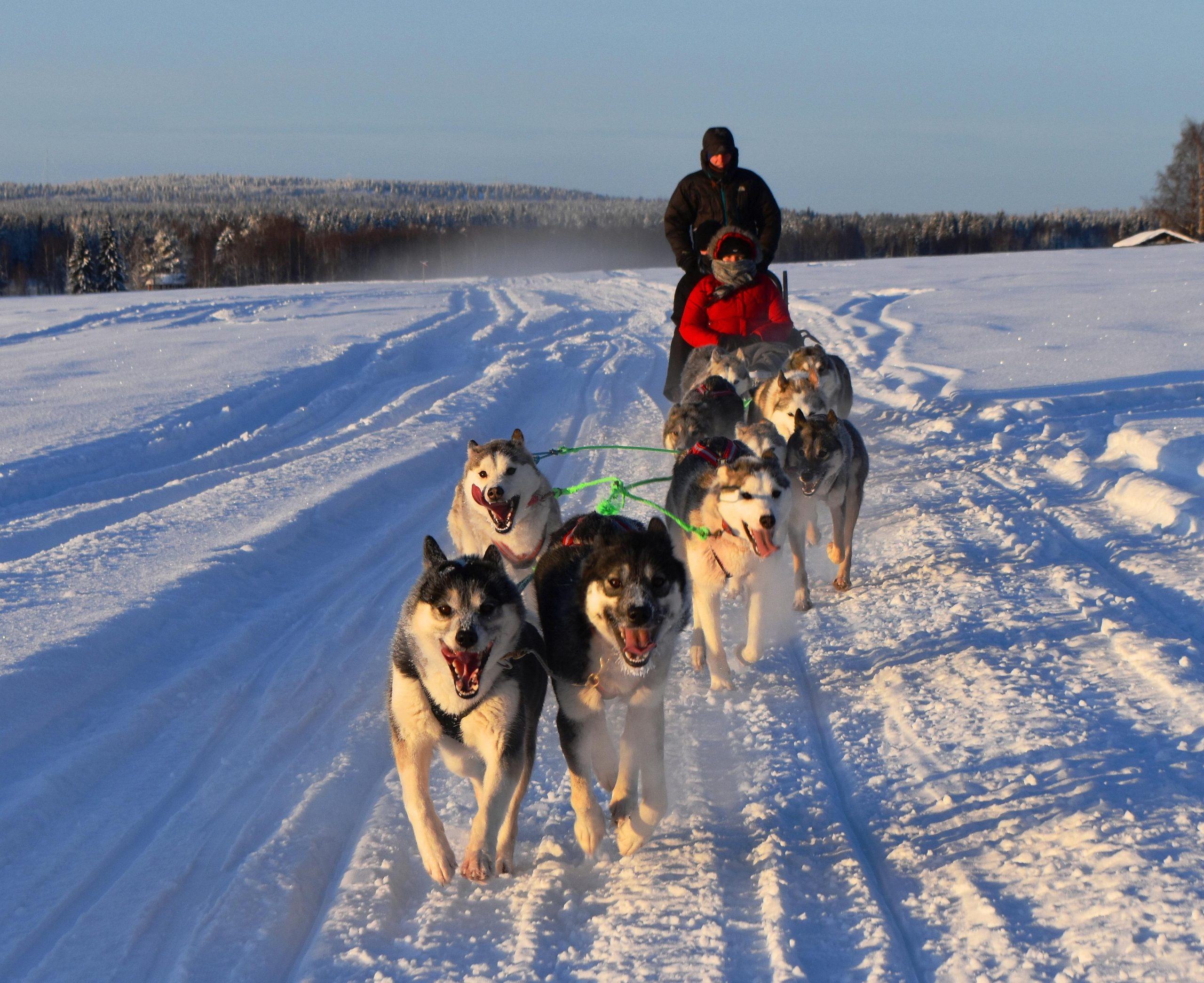 Luleå: Guided Dog Sledding Tour – Luleå, Sweden