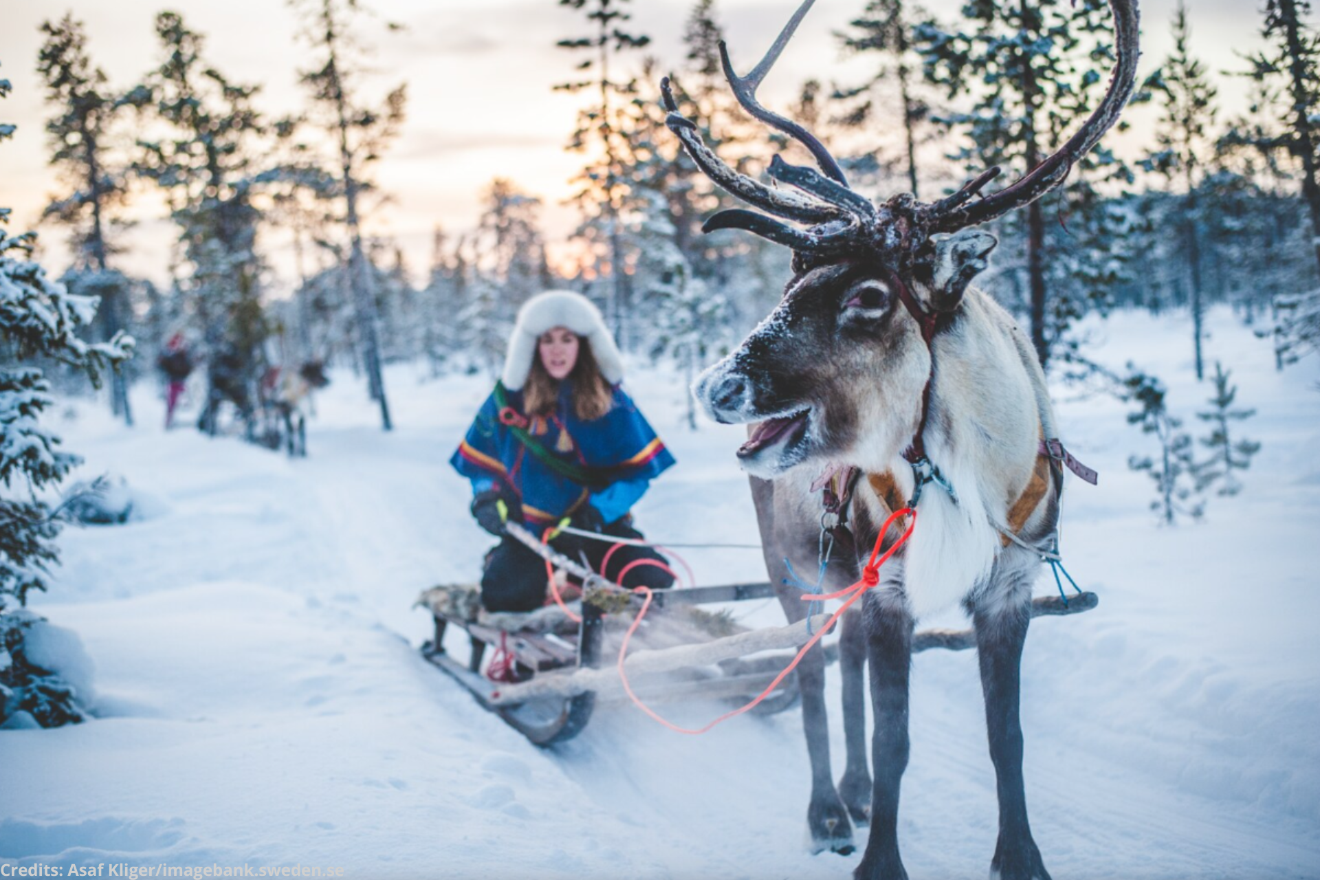 Luleå: Reindeer Sled Ride and Northern Lights Tour – Luleå, Sweden