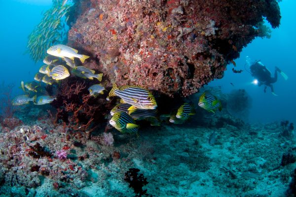 Maldives: Discover Scuba Diving – Maldives