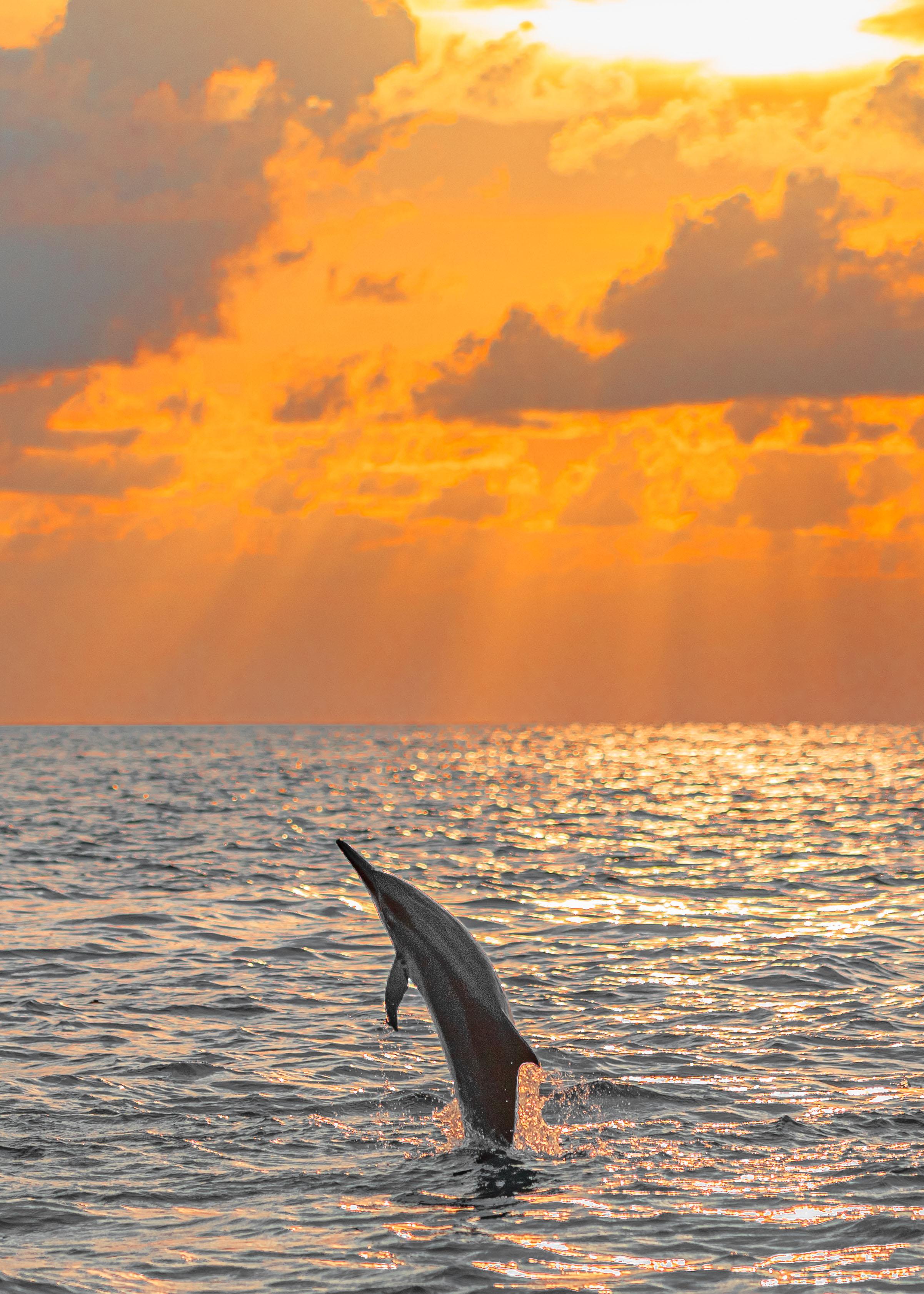 Maldives: Dolphin Watching Cruise with Snorkeling – Maldives