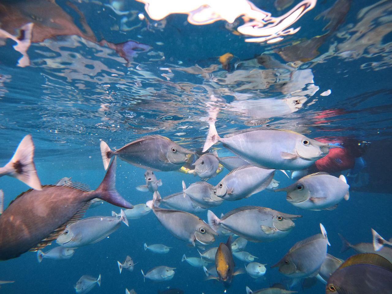 Malé: Two-Point Snorkelling Adventure – Maldives