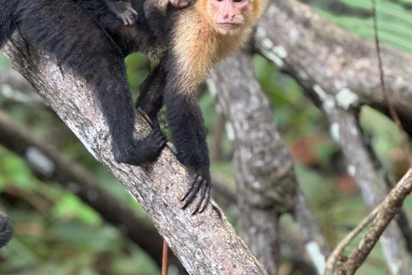 Mangrove Experience from Uvita – Uvita, Costa Rica