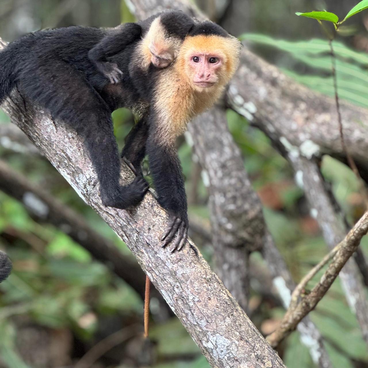 Mangrove Experience from Uvita – Uvita, Costa Rica