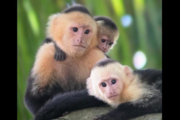 Mangrove and monkey boat Tour UNFORGETTABLE… – Quepos, Costa Rica