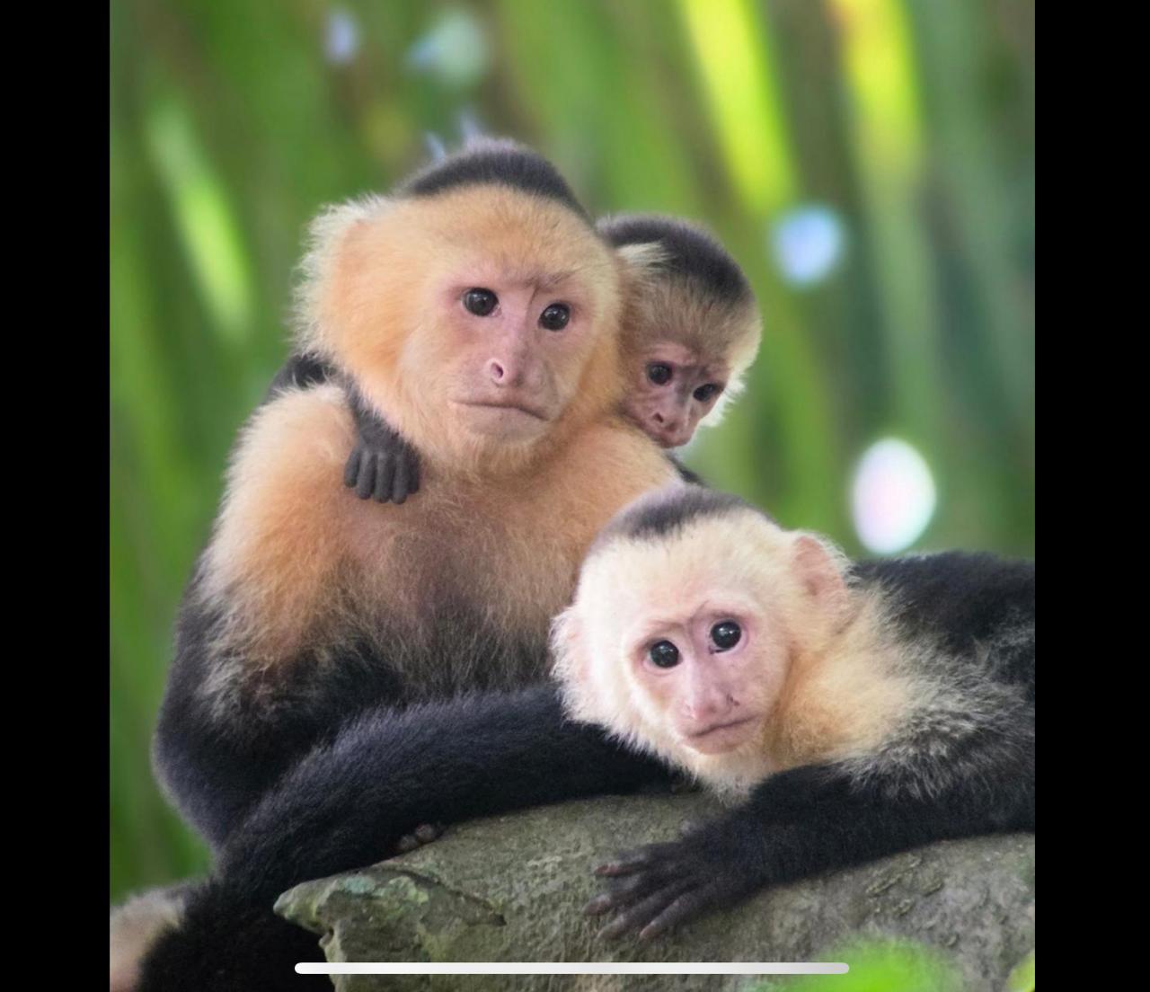 Mangrove and monkey boat Tour UNFORGETTABLE… – Quepos, Costa Rica