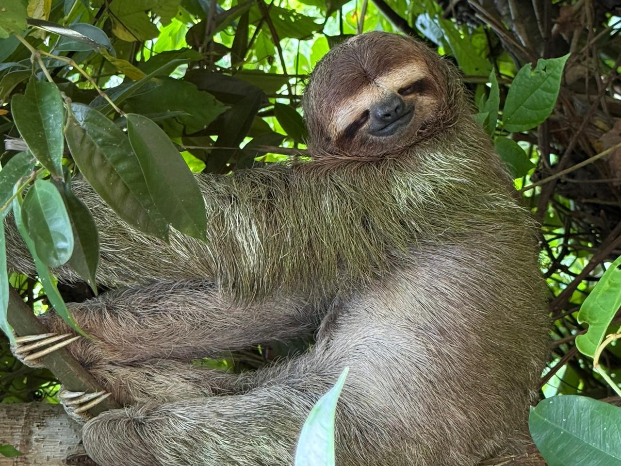 Manuel Antonio: Guided Animal Tour with Admission Included at SUKIA – Manuel Antonio National Park, Costa Rica