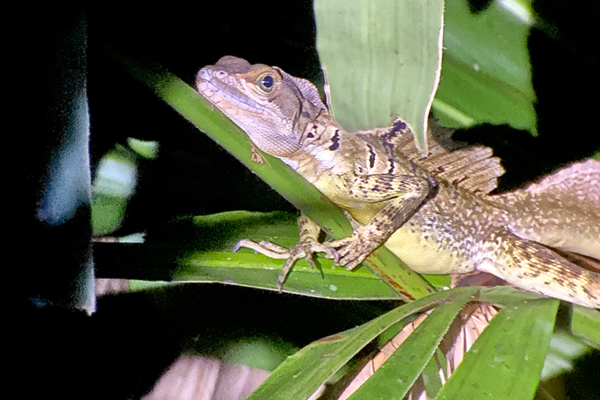 Manuel Antonio: Jungle Night Tour – Quepos, Costa Rica