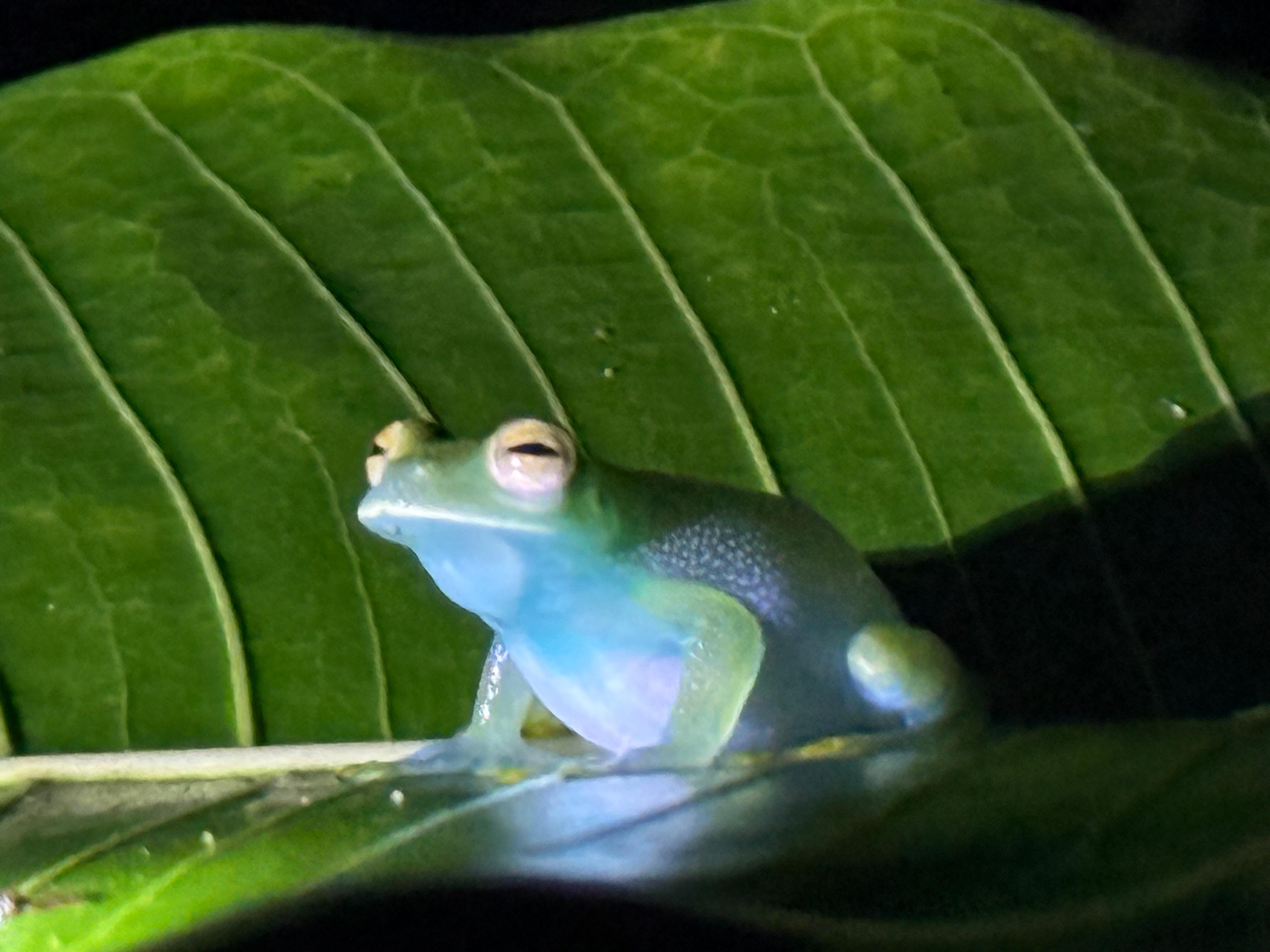 Manuel Antonio: Jungle Night Tour and Buttlerfly Garden – Manuel Antonio, Costa Rica