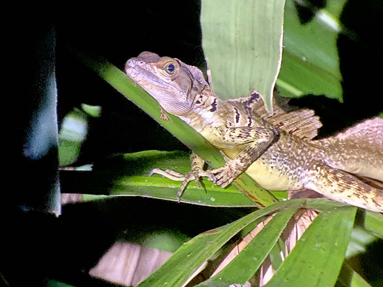 Manuel Antonio: Jungle Night Tour – Quepos, Costa Rica