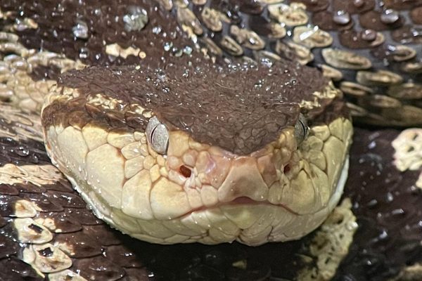 Manuel Antonio National Park: Guided Tour WITHOUT TICKETS – Manuel Antonio National Park, Costa Rica