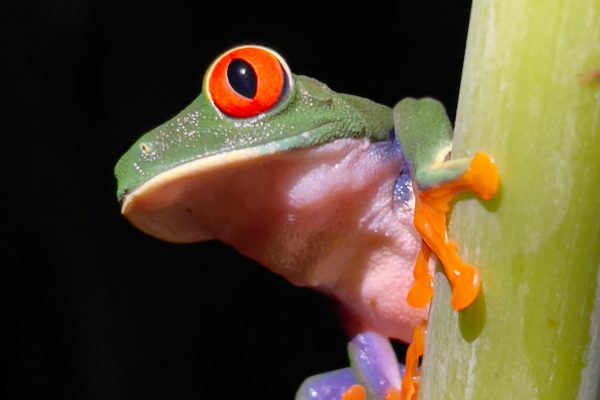 Manuel Antonio National Park Night Tour – Manuel Antonio National Park, Costa Rica