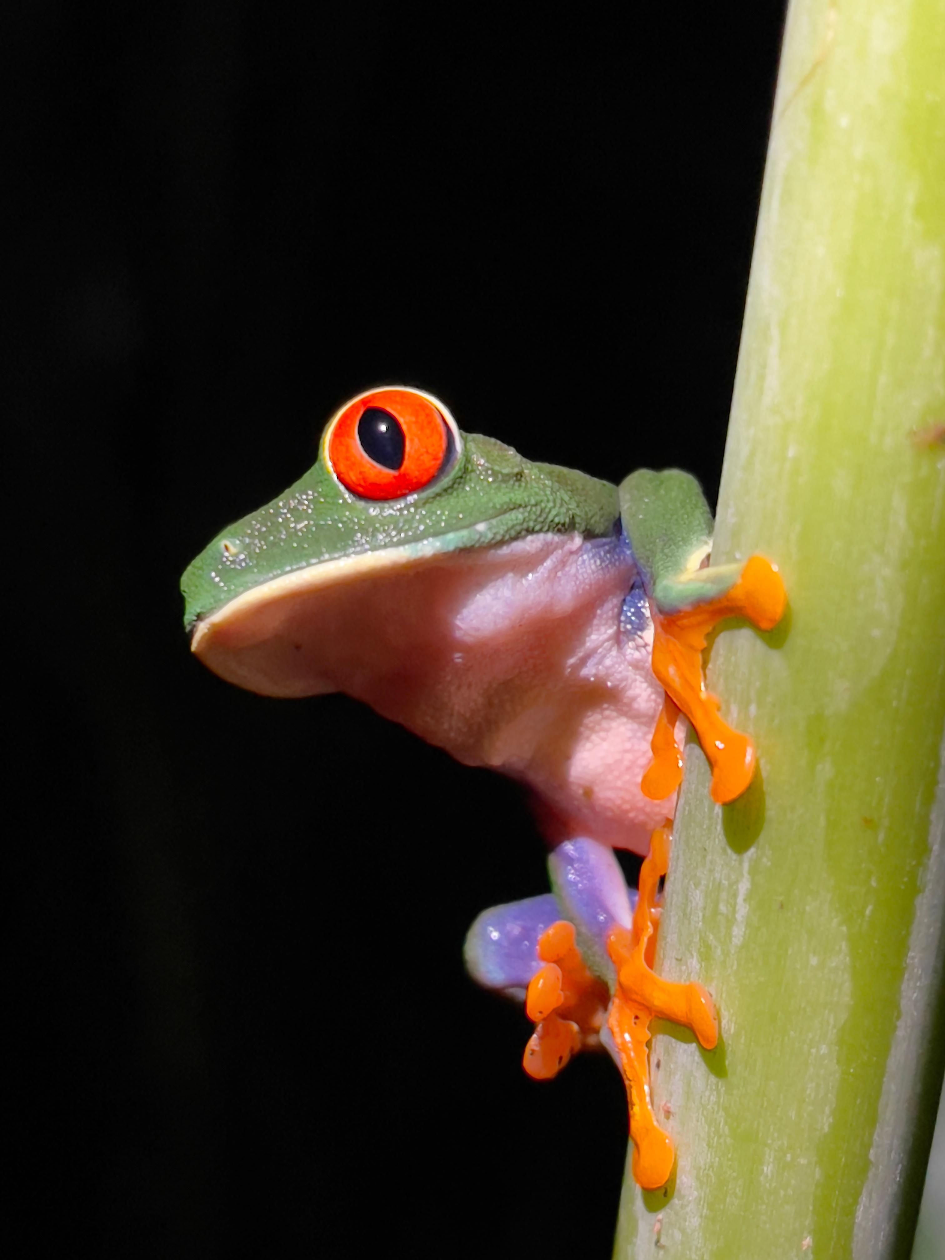 Manuel Antonio National Park Night Tour – Manuel Antonio National Park, Costa Rica