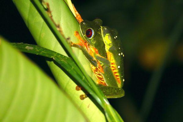 Manuel Antonio Night Walk – Quepos, Costa Rica