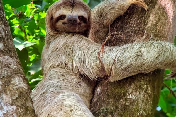 Manuel Antonio Park Guided Tour – Admission Ticket Included – Manuel Antonio National Park, Costa Rica