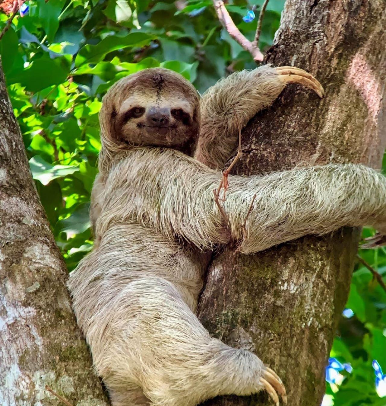 Manuel Antonio Park Guided Tour – Admission Ticket Included – Manuel Antonio National Park, Costa Rica