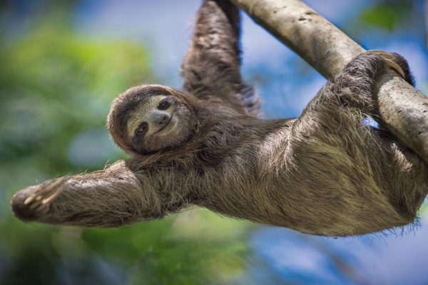 Manuel Antonio Park: Guided Tour with Ticket – Manuel Antonio National Park, Costa Rica