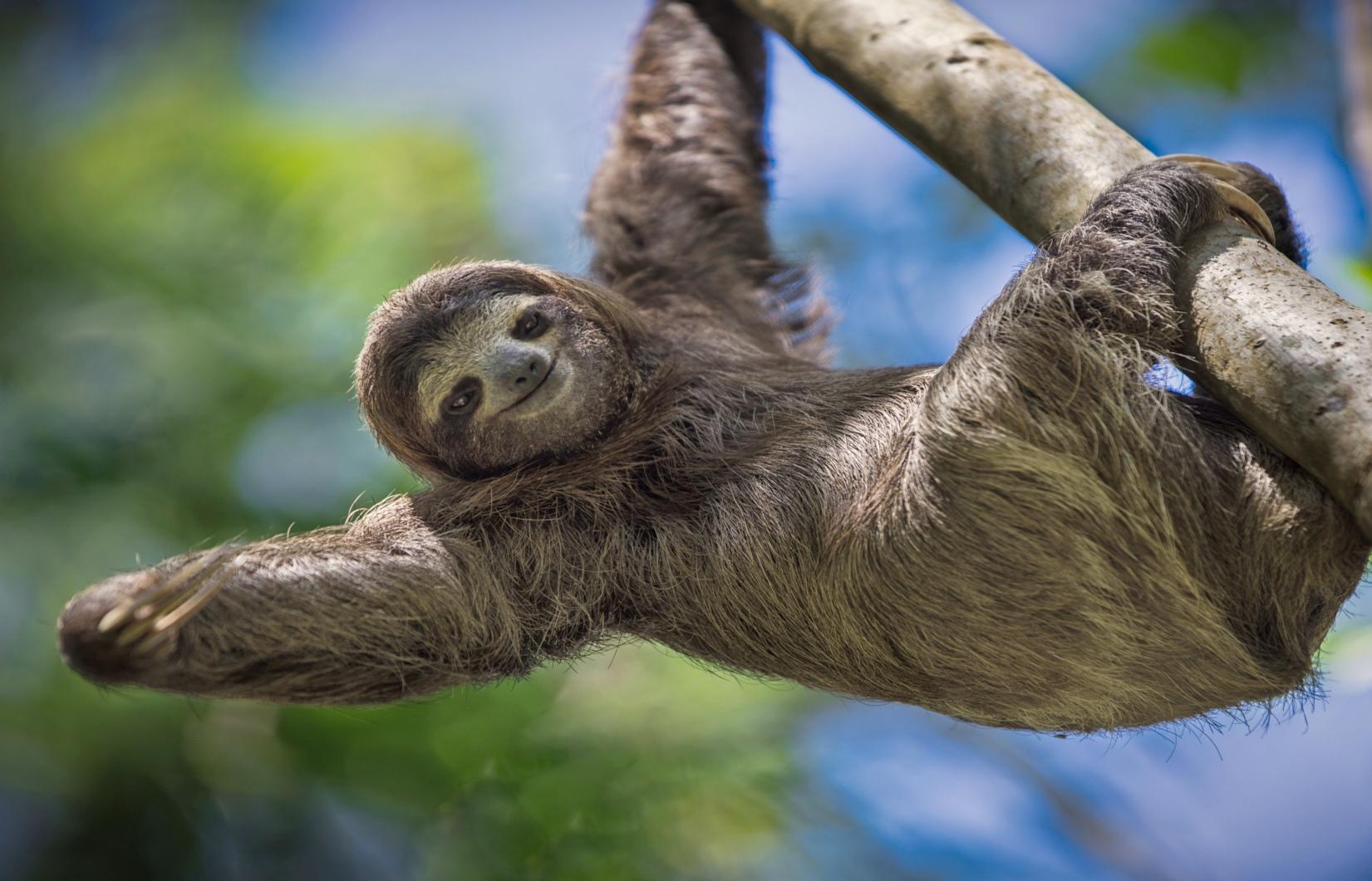 Manuel Antonio Park: Guided Tour with Ticket – Manuel Antonio National Park, Costa Rica