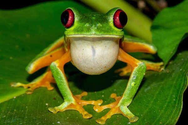 Manuel Antonio: Rainmaker Park Night Tour with Dinner – Parrita, Costa Rica