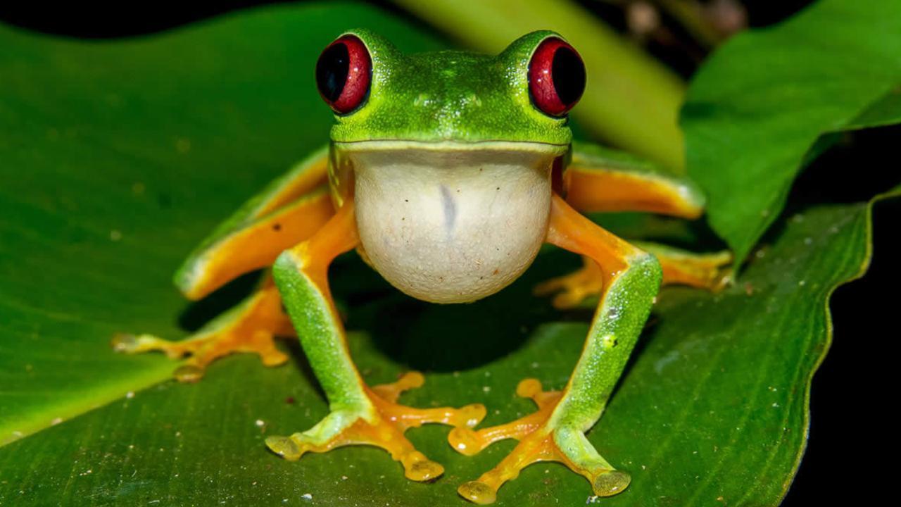 Manuel Antonio: Rainmaker Park Night Tour with Dinner – Parrita, Costa Rica