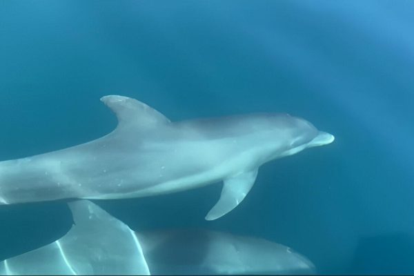 Manzanillo: Dolphin watching and Punta Mona Beach – Puerto Viejo de Talamanca, Costa Rica