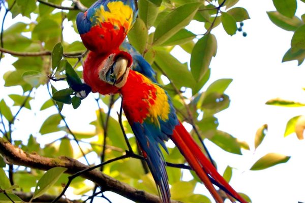 Marino Ballena National Park Private Naturalist Hike – Uvita, Costa Rica