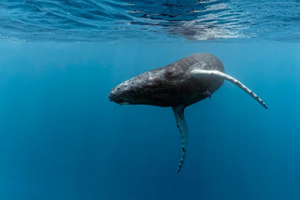 Marino Ballena National Park: Whale Watching In Uvita – Uvita, Costa Rica