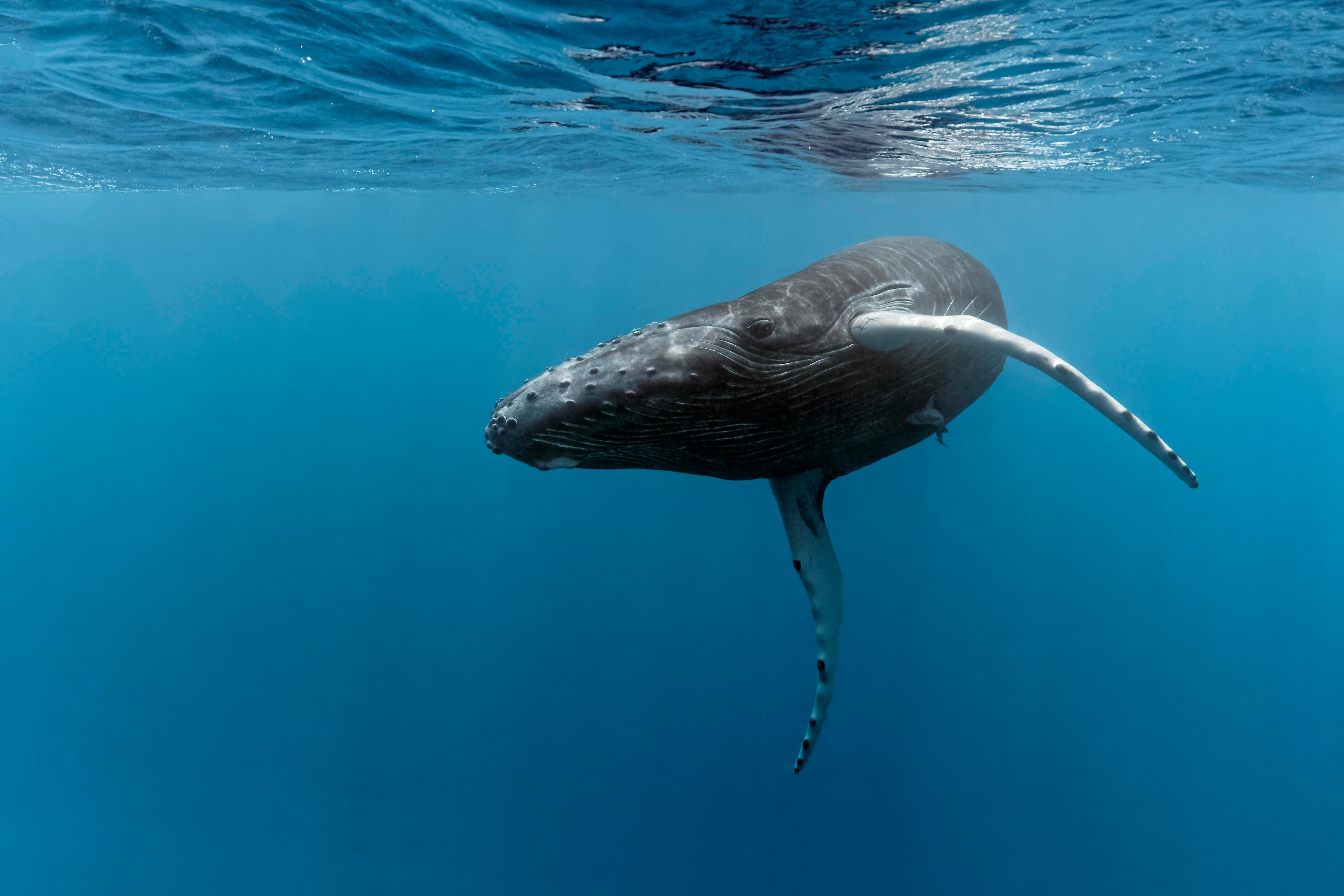 Marino Ballena National Park: Whale Watching In Uvita – Uvita, Costa Rica