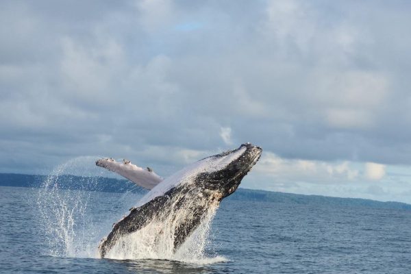 Marino Ballena National Park: Whale and Dolphin Watching – Uvita, Costa Rica