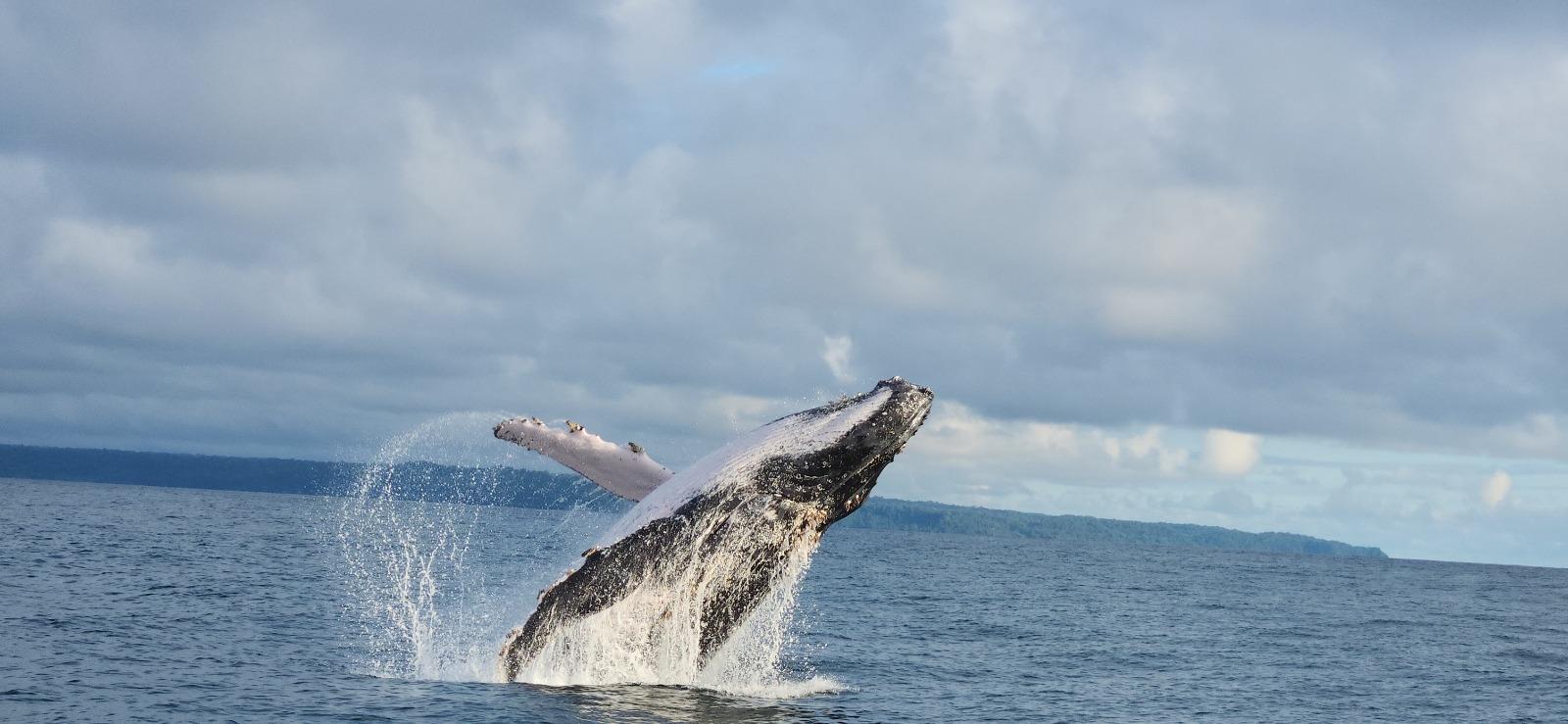 Marino Ballena National Park: Whale and Dolphin Watching – Uvita, Costa Rica
